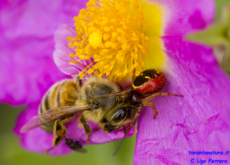 Synema globosum